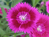 Dianthus Portrait 2 by beebs, Photography->Flowers gallery