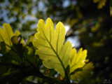 Oak leaf by Helge, Photography->Nature gallery