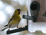 Siskin by Ramad, photography->birds gallery