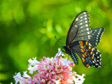 Butterfly at the Park by bfrank, photography->butterflies gallery