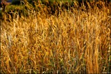 Golden Grasses by LynEve, photography->nature gallery