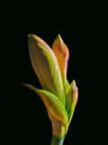 Amaryllis Flower Buds by Pistos, photography->flowers gallery