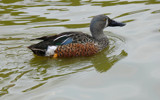 Australasian Shoveler by gonedigital, photography->birds gallery
