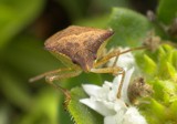 Stink Bug by sunny184, photography->insects/spiders gallery