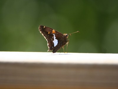 Click here to view at full resolution.