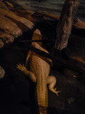 White Alligator by Pistos, photography->reptiles/amphibians gallery