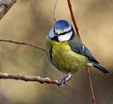 Bluetit.. by biffobear, photography->birds gallery