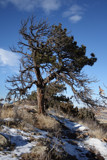 Wind Blown Tree by gpadgham, Photography->Landscape gallery