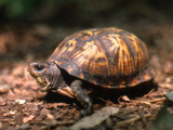 Turtle in the wild by Gary1592, Photography->Animals gallery