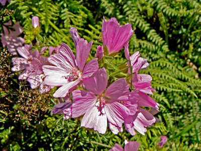 Click here to view at full resolution.