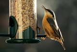 Nuthatch by Ramad, photography->birds gallery