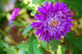 One more for you by ovar2008, Photography->Flowers gallery