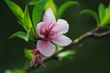 Blooms of 2012 - Almond by elektronist, photography->flowers gallery