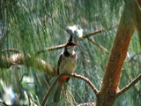 Red-whiskered_Bulbul by Sree, Photography->Birds gallery