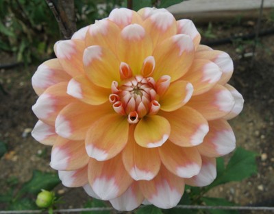 Click here to view at full resolution.