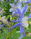 Columbine by trixxie17, photography->flowers gallery