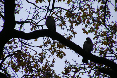 Click here to view at full resolution.