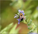 The Bumble Bee On Flower by tigger3, photography->insects/spiders gallery