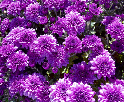 Click here to view at full resolution.