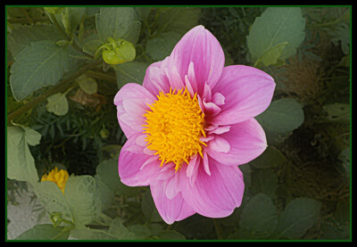 Click here to view at full resolution.