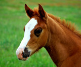 Future Romeo by LakeMichigan, photography->animals gallery