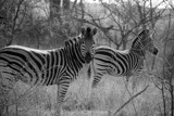 Zebra by bif000, photography->animals gallery