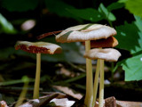 Mushroom 1 by gerryp, Photography->Mushrooms gallery