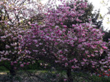 Magnolias by Ramad, photography->nature gallery