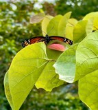 The Viceroy Butterfly by tigger3, photography->butterflies gallery