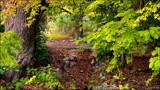 Leafy Glade Sans Rabbits by LynEve, photography->landscape gallery