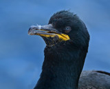 Shag... by biffobear, photography->birds gallery