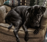 Gabe HDR by vangoughs, Photography->Manipulation gallery