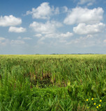 Cat Tail Heaven by PatAndre, photography->landscape gallery