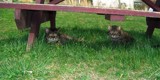 The Twins by SamanthaHoran, photography->pets gallery