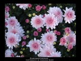 Chrysanthemum by mariswee, photography->flowers gallery