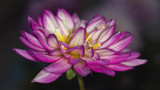 Dahlia #1 by ryzst, photography->flowers gallery