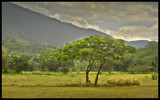 Golden harvest by priyanthab, Photography->Landscape gallery