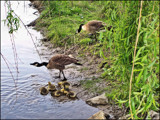 Family Outing by amishy, Photography->Birds gallery