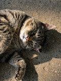 Pounce by Tiggs, photography->pets gallery