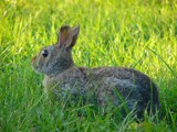 Hewwo wabbit... by gabegarwick, photography->animals gallery