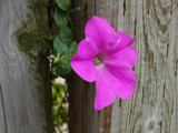 Petunia by gerryp, Photography->Flowers gallery