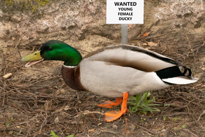 Click here to view at full resolution.