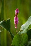 Sometimes even weeds are pretty by Pistos, photography->flowers gallery