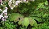 Walking At Glenfalloch #3 by LynEve, photography->gardens gallery