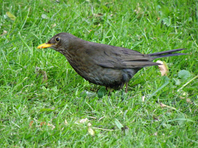 Click here to view at full resolution.