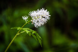 Western Wildflowers (3) by Pistos, photography->flowers gallery