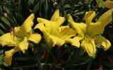 A Glowing Threesome by jerseygurl, photography->flowers gallery