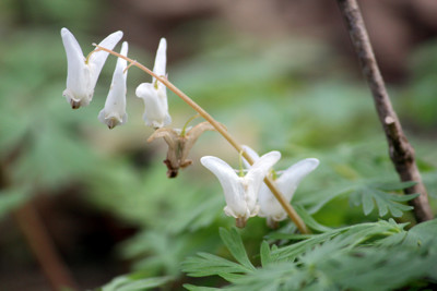 Click here to view at full resolution.