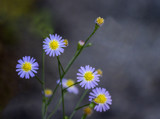 Little Wild Flowers by PatAndre, photography->flowers gallery