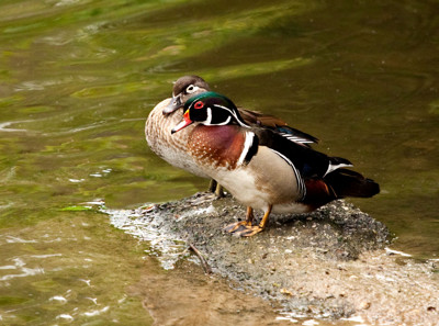 Click here to view at full resolution.